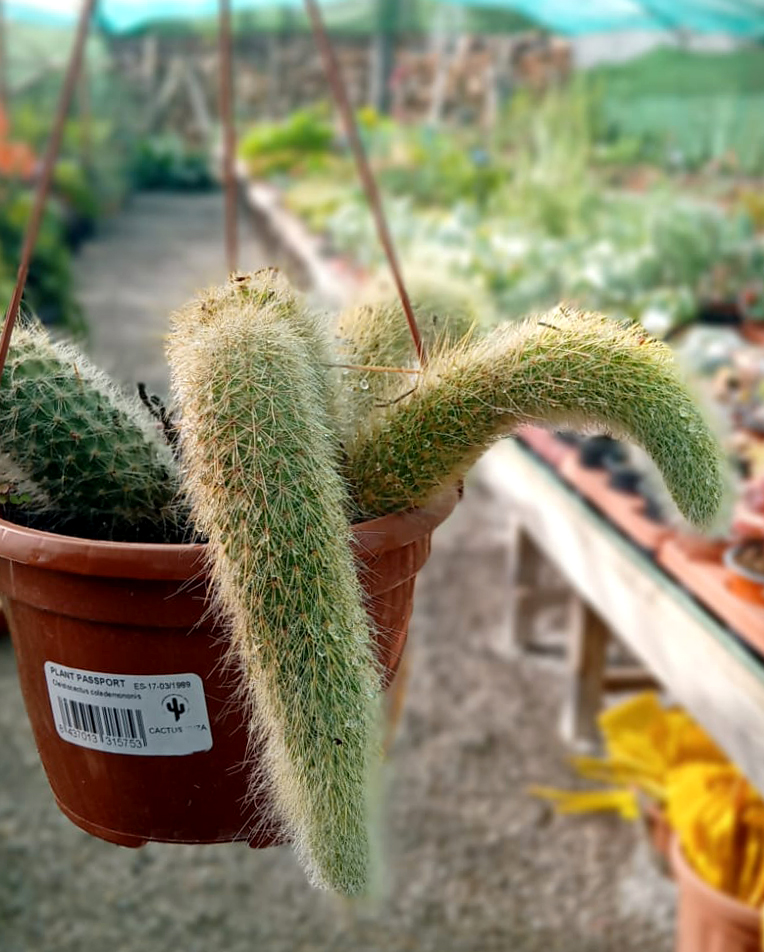 Cleistocactus colademononis (Cactus cola de mono) - Imagen 2