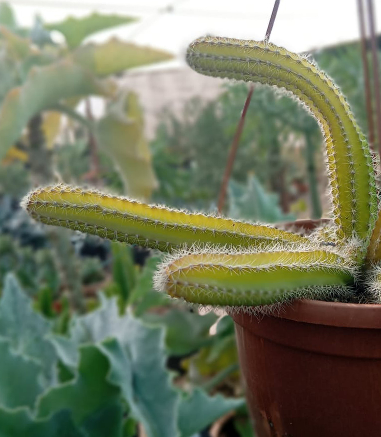 Selenicereus validus - Imagen 2