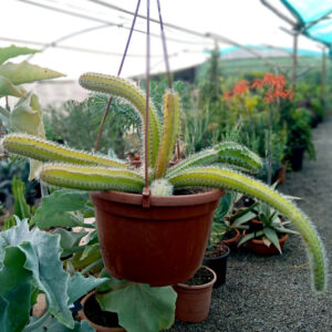 Selenicereus validus