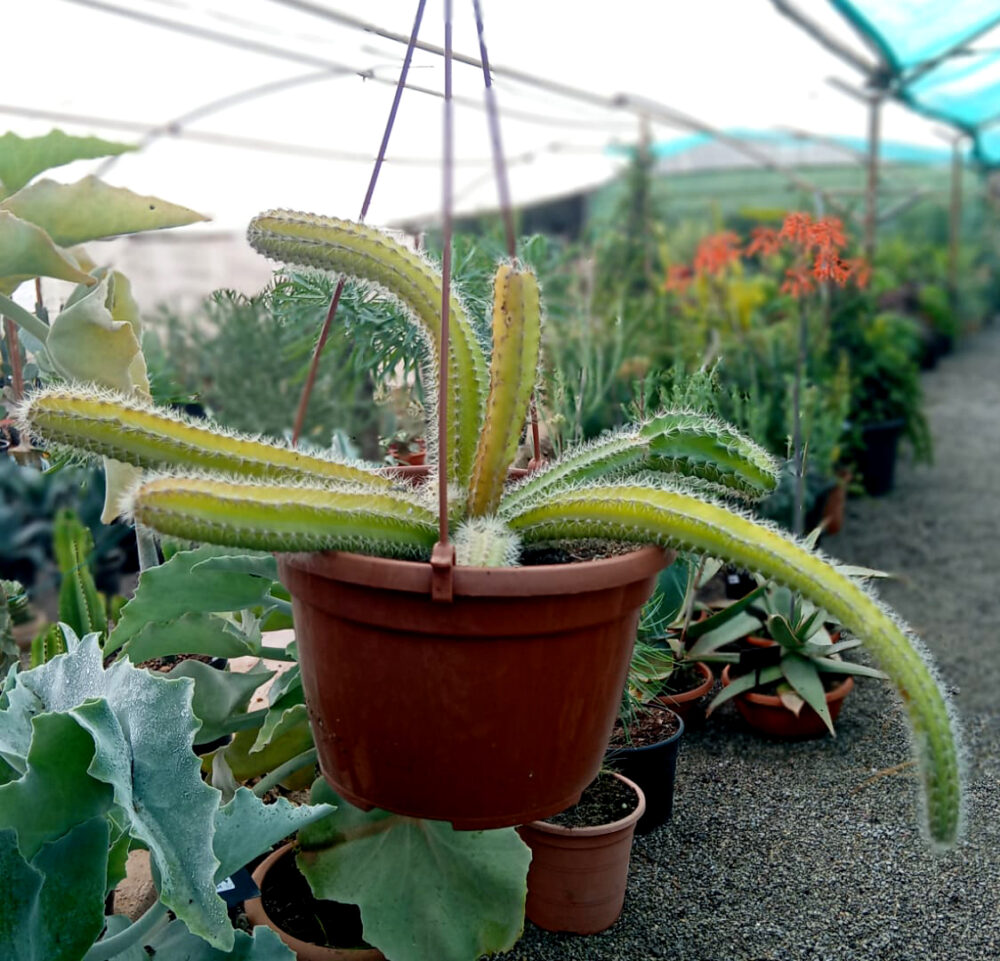 Selenicereus validus