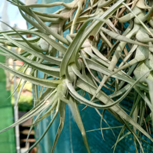 Tillandsia bergeri