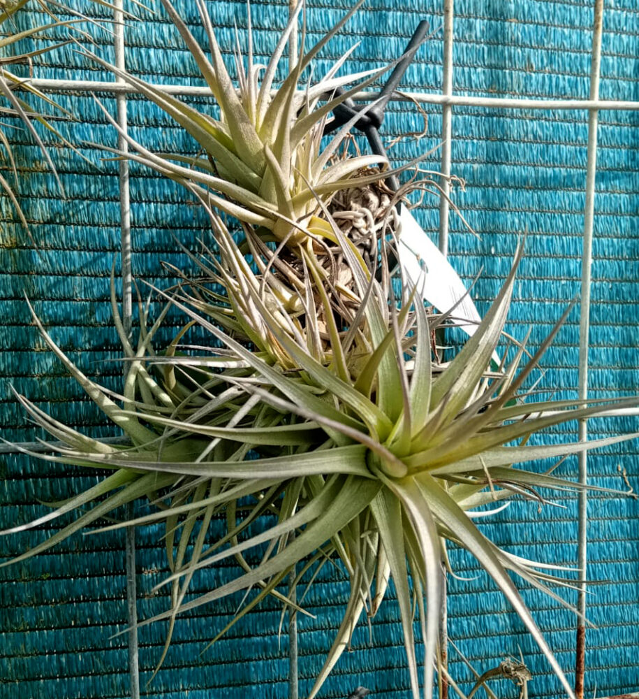 Tillandsia bergeri - Imagen 4