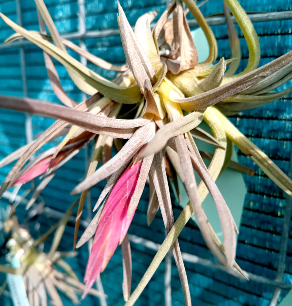 Tillandsia oaxacana - Imagen 3