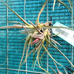 Tillandsia oaxacana
