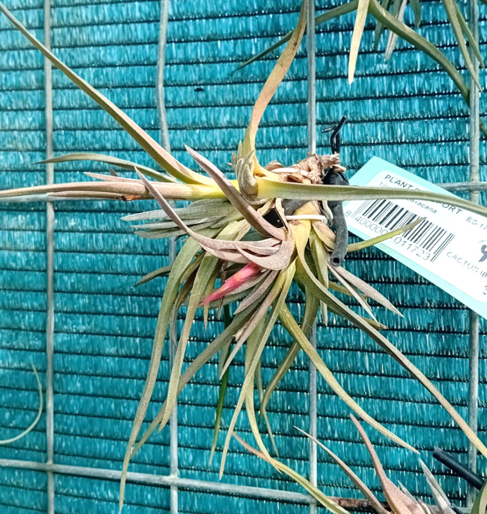 Tillandsia oaxacana - Imagen 2