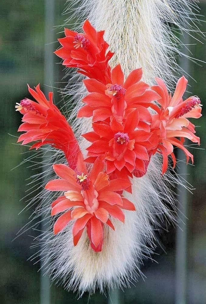 Cleistocactus colademononis (Cactus cola de mono) - Imagen 3