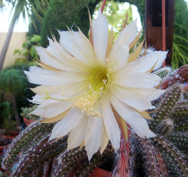 Selenicereus validus - Imagen 3