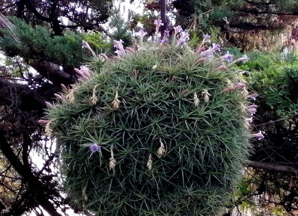 Tillandsia bergeri - Imagen 5