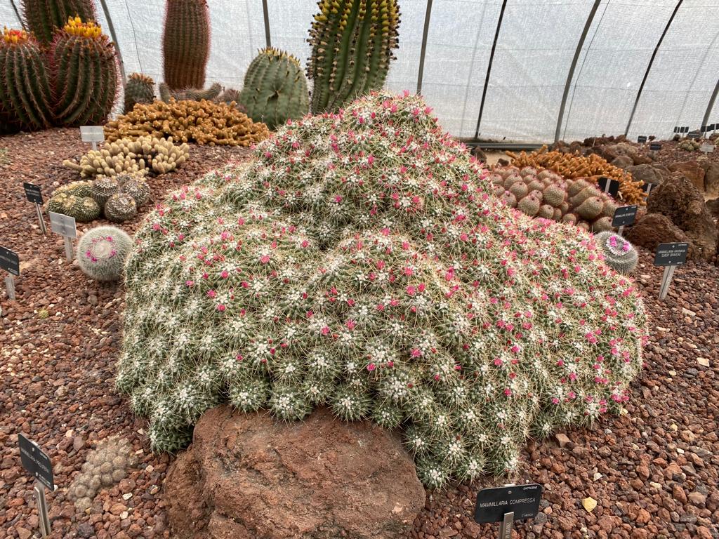 Mammillaria compressa - Imagen 4