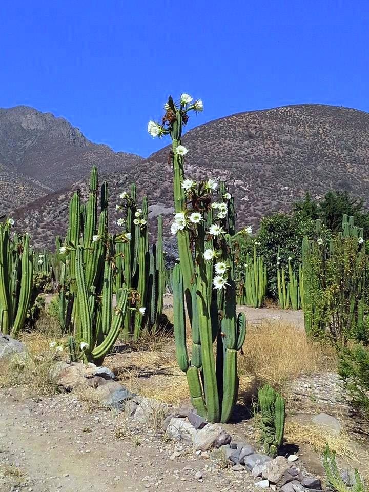Trichocereus pachanoi (San Pedro) - Imagen 4