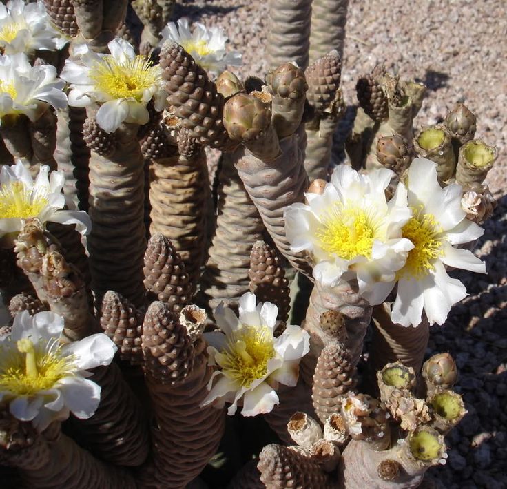 Tephrocactus strobiliformis - Imagen 3