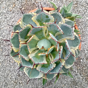 Agave potatorum variegata