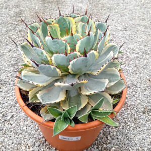 Agave potatorum variegata