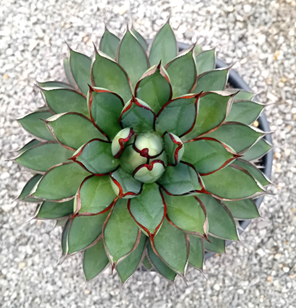 Agave x 'burnt burgundy' - Imagen 2