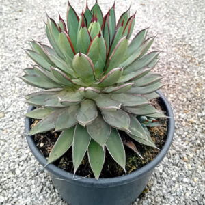 Agave x 'burnt burgundy'