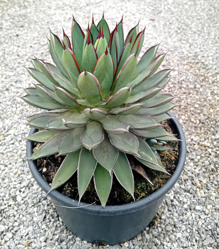 Agave x 'burnt burgundy'