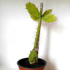 Brasiliopuntia brasilensis