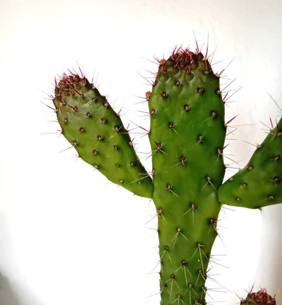 Consolea spinosissima - Imagen 2