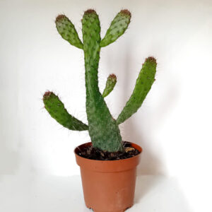 Consolea spinosissima