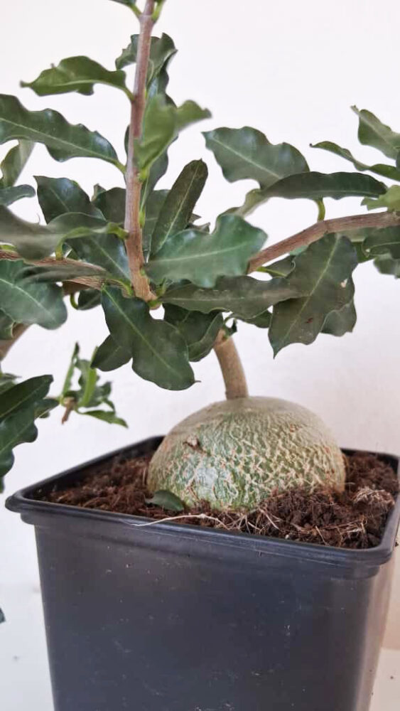 Fockea edulis - Imagen 3