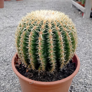 Echinocactus grusonii var. brevispinus