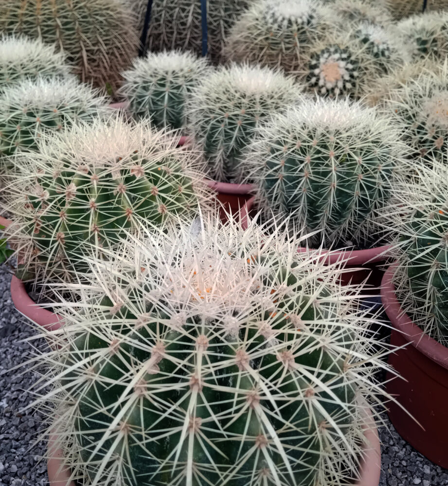 Echinocactus grusonii - Imagen 2