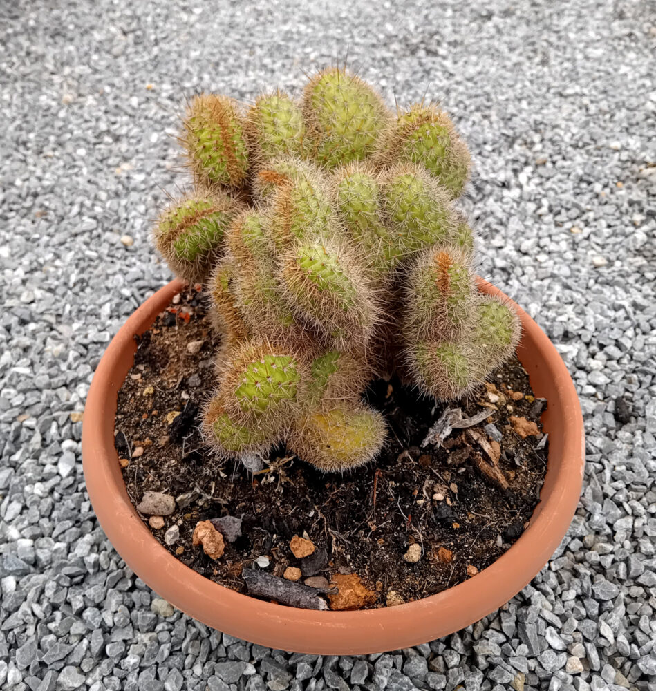 Hildewintera aureispina cristata