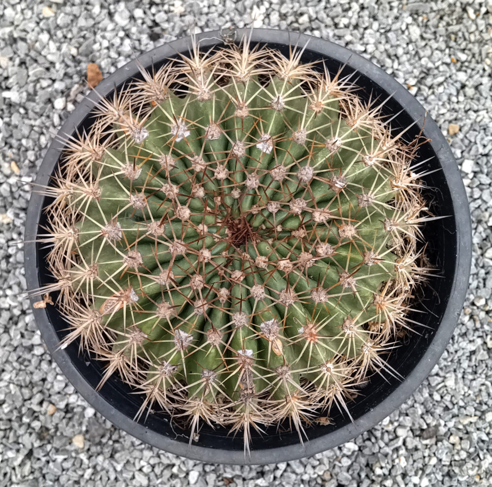 Lobivia bruchii - Imagen 2