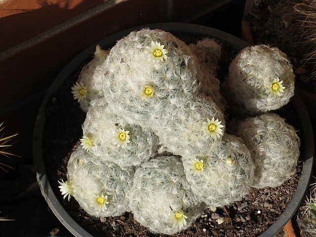 Mammillaria plumosa - Imagen 4