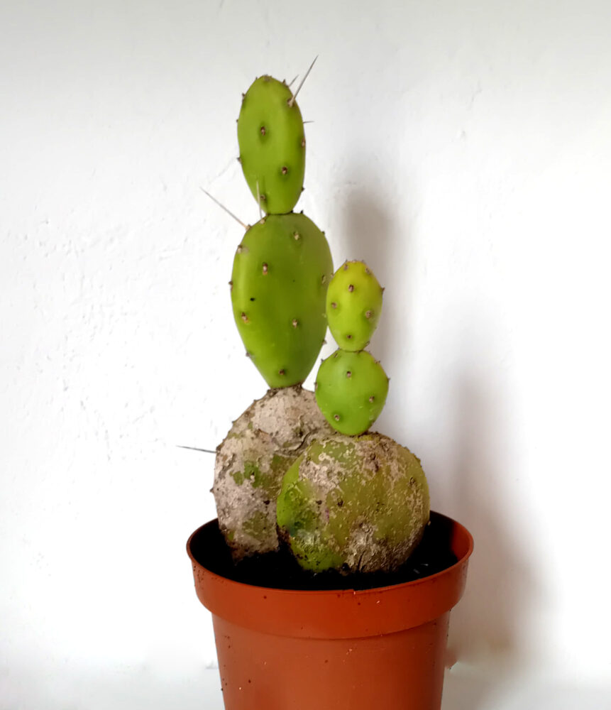 Opuntia elata
