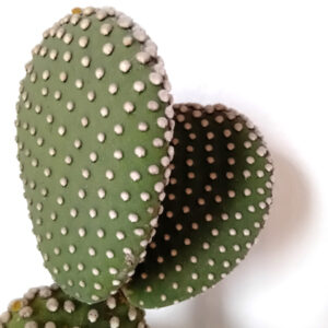 Opuntia microdasys albispina