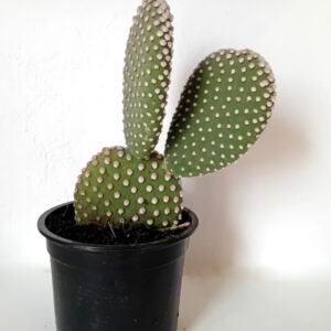 Opuntia microdasys albispina