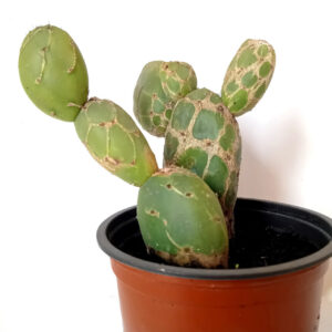 Opuntia zebrina reticulata