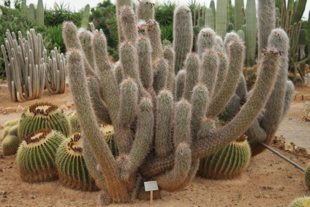 Oreocereus trollii - Imagen 4