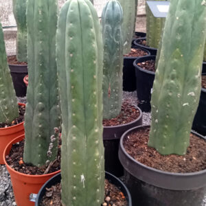 Trichocereus pachanoi (San Pedro)