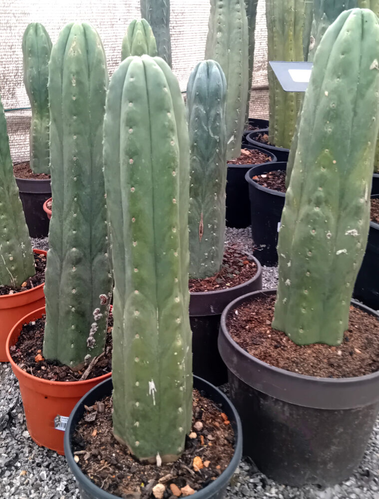 Trichocereus pachanoi (San Pedro)