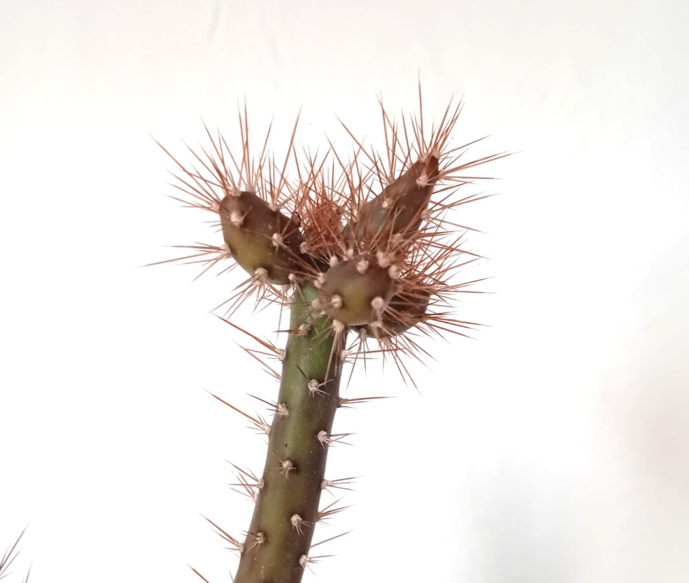 Salmonopuntia salmiana - Imagen 3