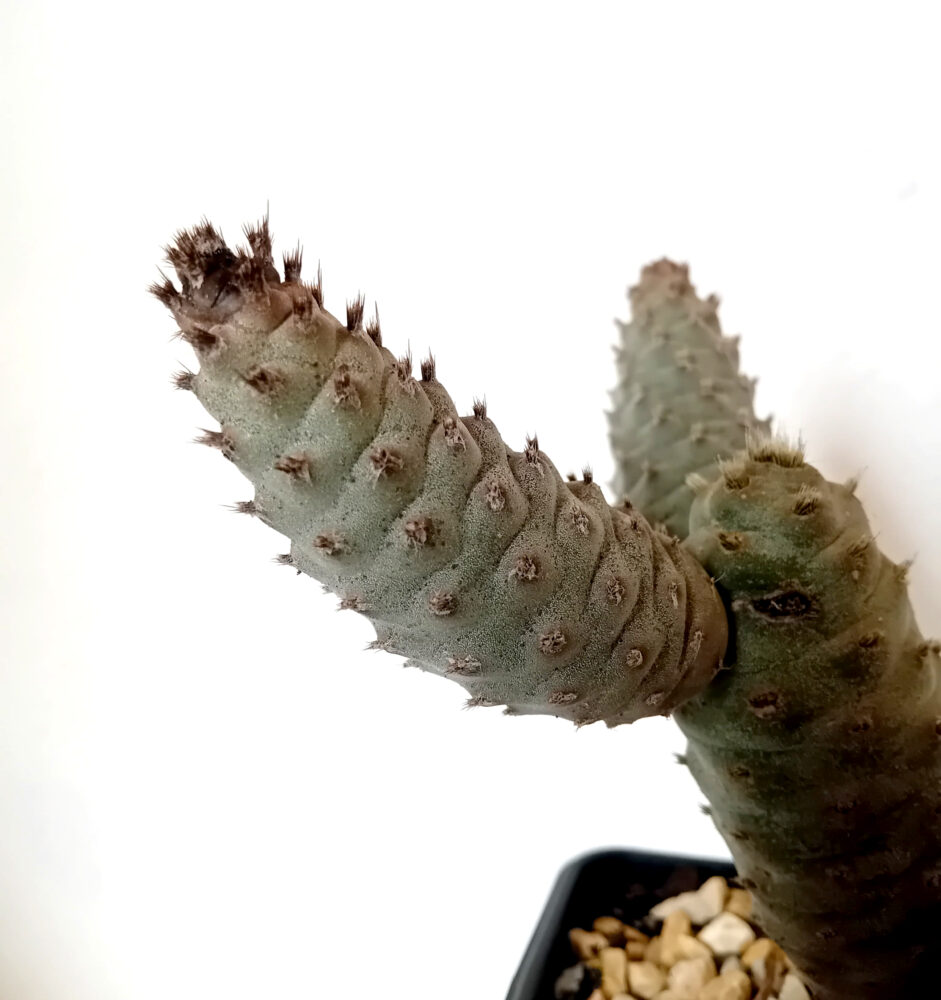 Tephrocactus strobiliformis - Imagen 2
