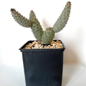 Tephrocactus strobiliformis