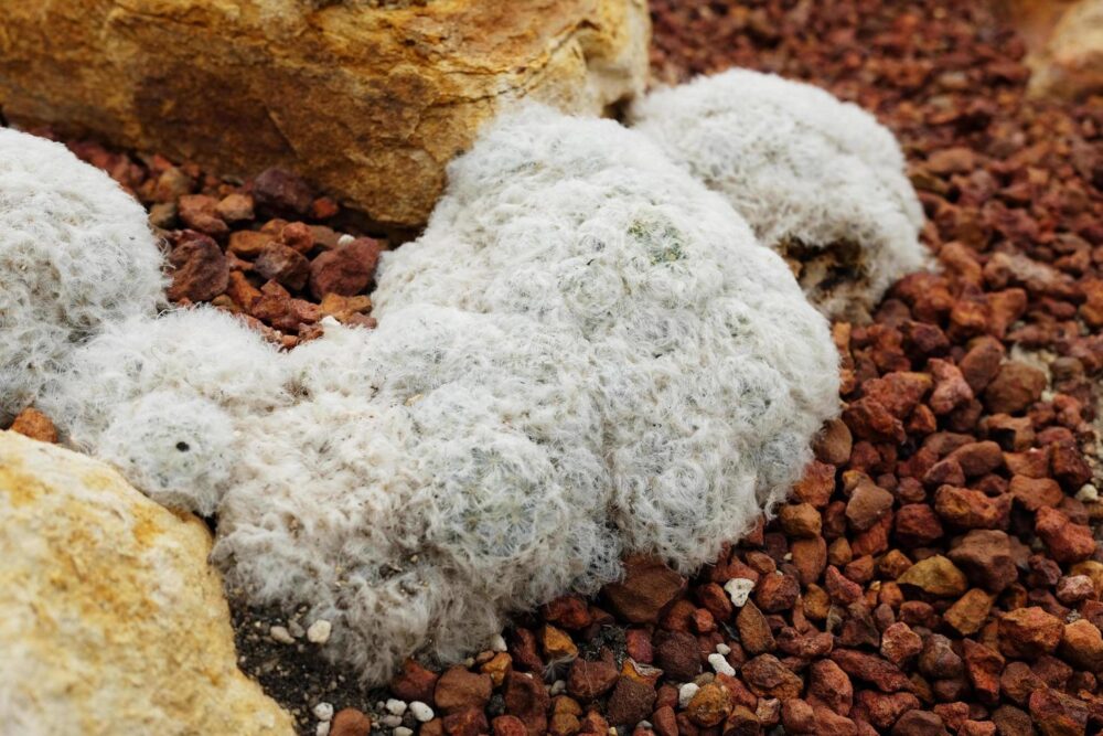 Mammillaria plumosa - Imagen 5