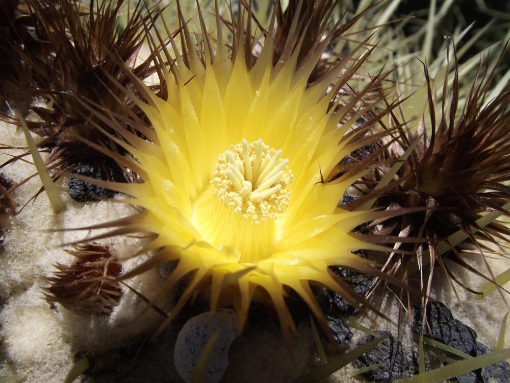 Echinocactus grusonii - Imagen 8