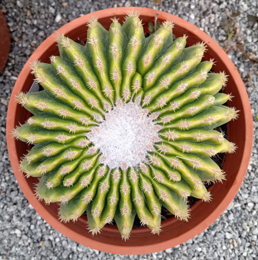 Echinocactus grusonii var. inermis - Imagen 2