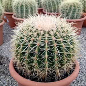 Echinocactus grusonii