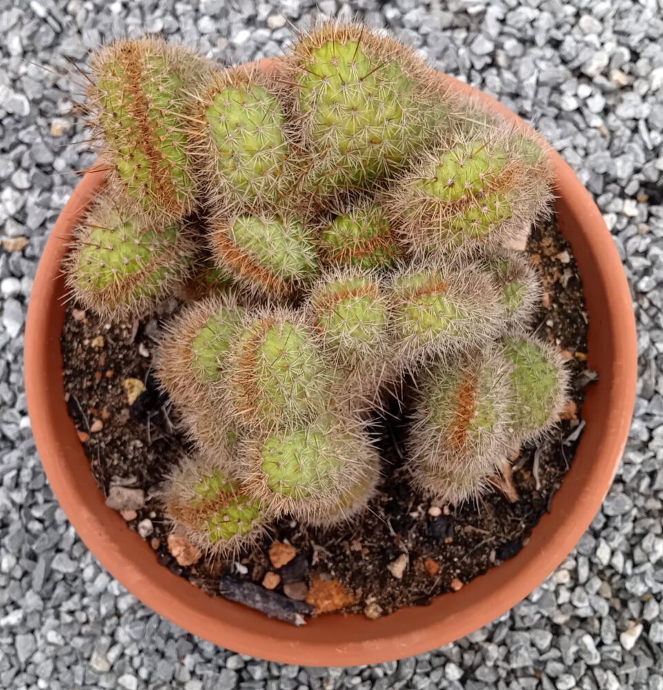 Hildewintera aureispina cristata - Imagen 2