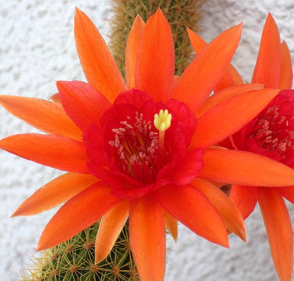 Hildewintera aureispina cristata - Imagen 3