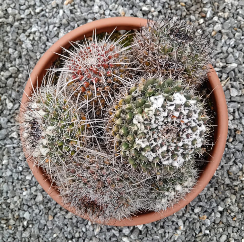 Mammillaria compressa - Imagen 2