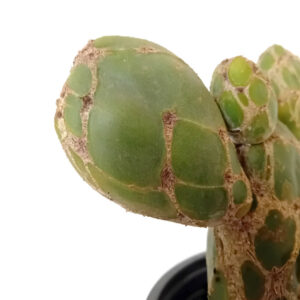 Opuntia zebrina reticulata