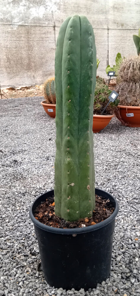 Trichocereus pachanoi (San Pedro) - Imagen 2