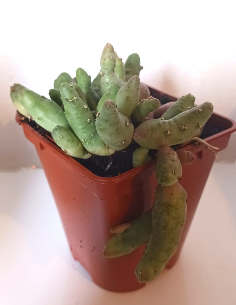 Piaranthus foetidus - Imagen 3