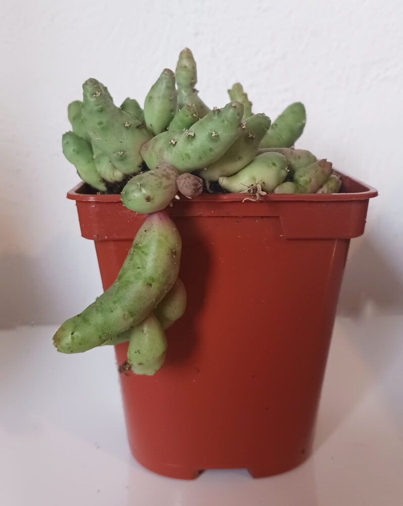 Piaranthus foetidus - Imagen 4